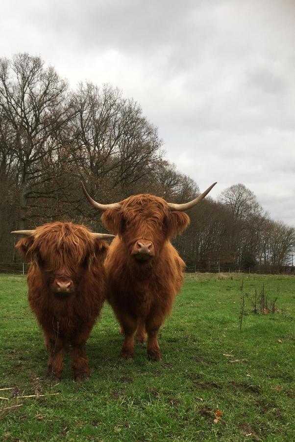 Le Rucher Bois-Normand-près-Lyre