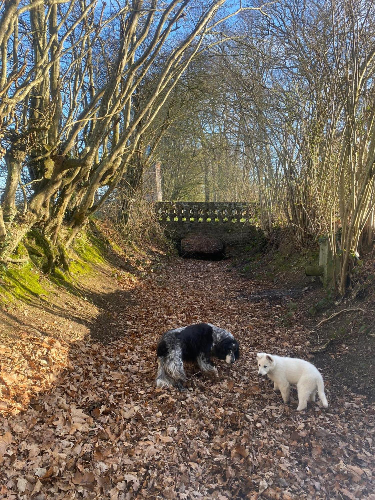 Le Rucher * Bois-Normand-près-Lyre